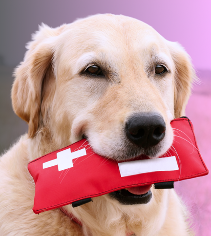 Pet First Aid: What to Do in Common Emergencies